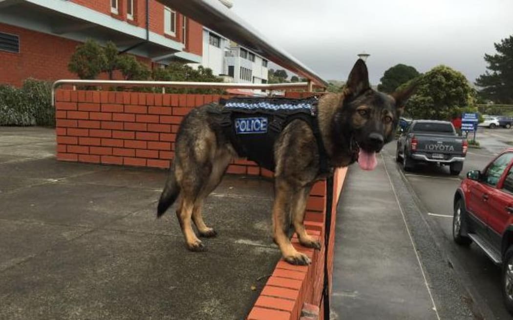 Police dog Dakota models the new stab-proof harness.