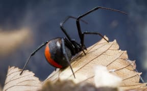 Red back spider.