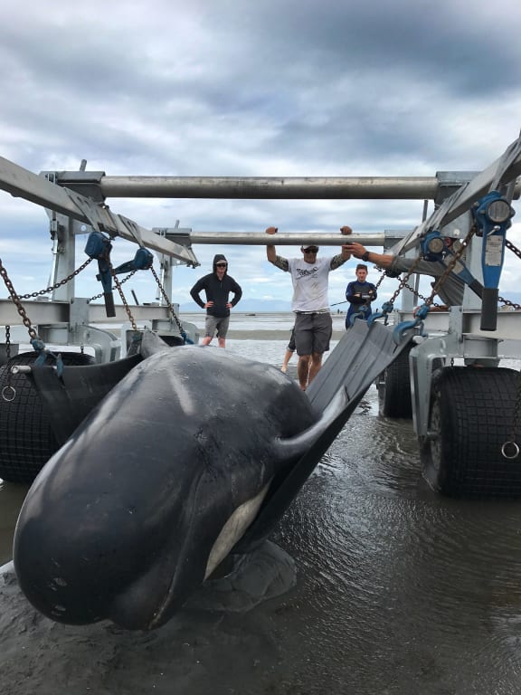 Whale lifter in Operation with inventor Simon Ward.