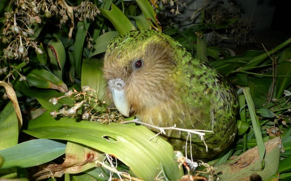 Sirocco the kakapo