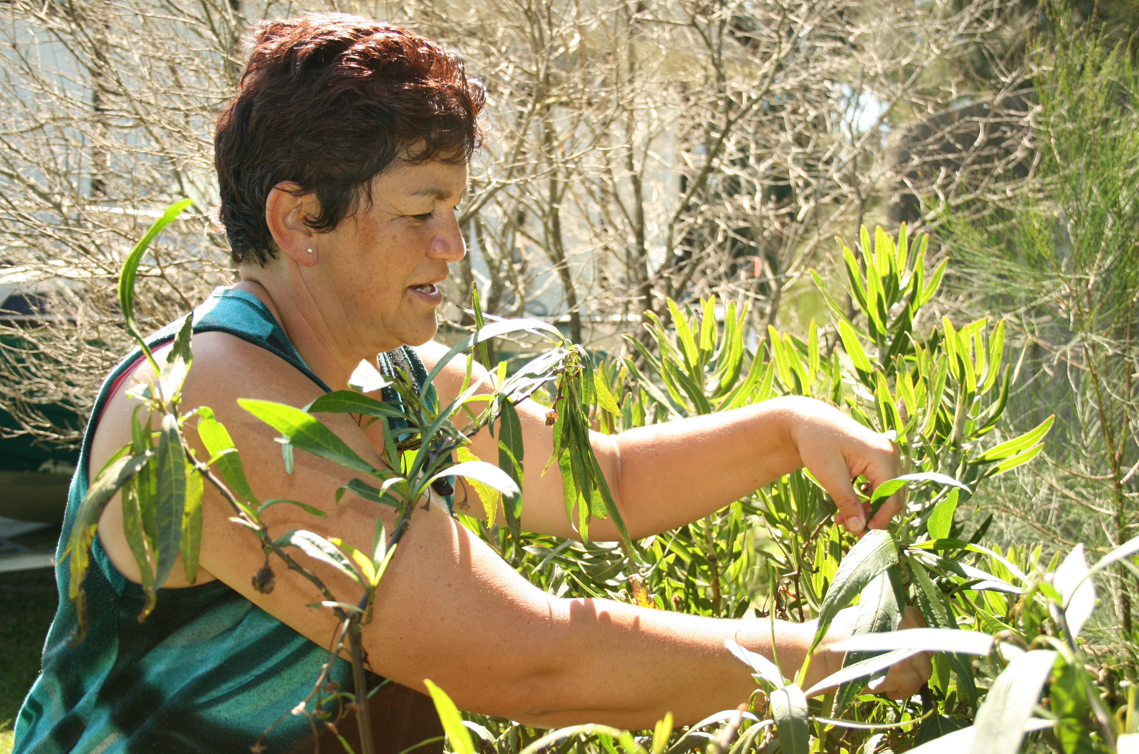 Rongoā Māori practitioner Donna Kerridge harvesting supplies.