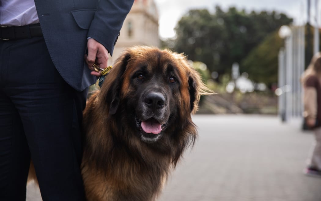 Pet bond will be 'safety blanket' for landlords Housing Minister
