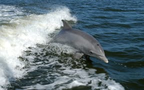 A bottlenose dolphin (file photo).
