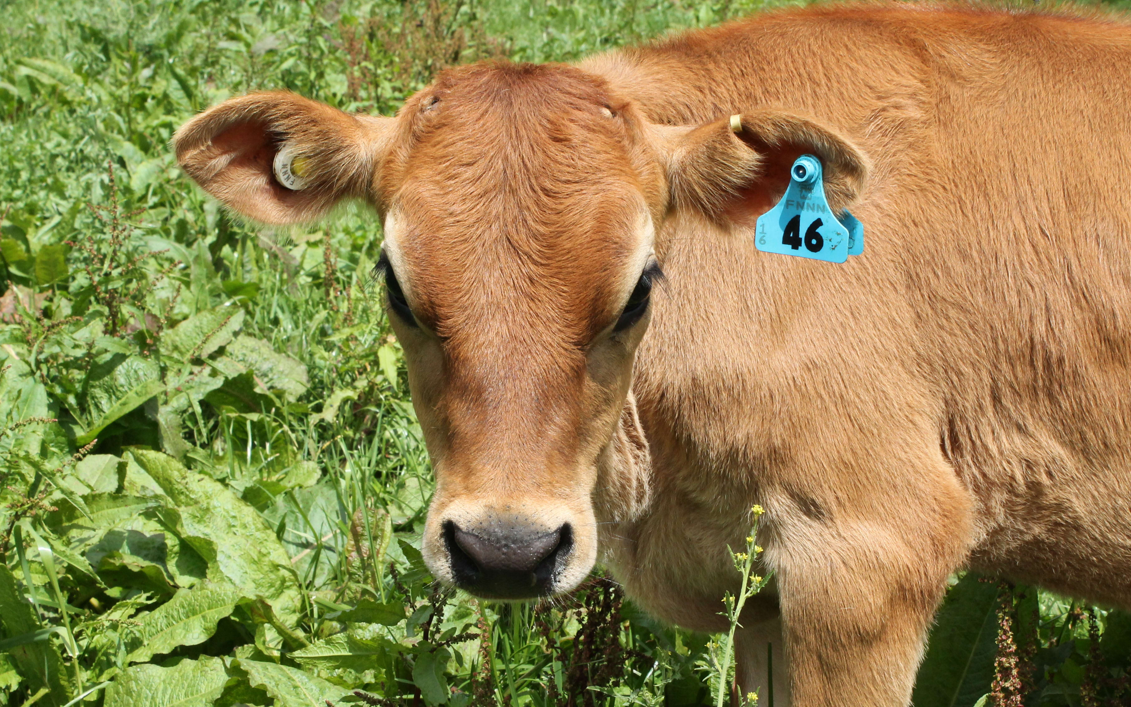 Calf