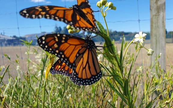 Monarch Butterfly