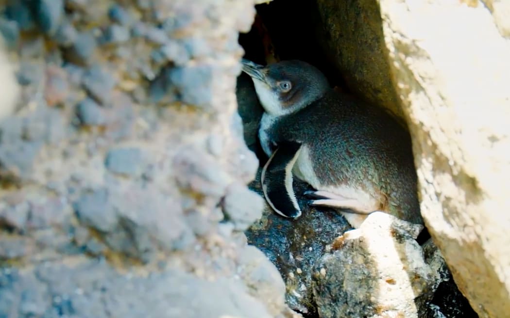 Penguin kororā