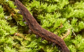 Murihiku Walking Worm