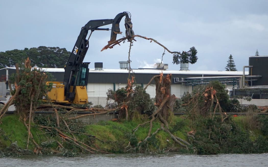 Twenty three pohutakawa trees are being felled.
