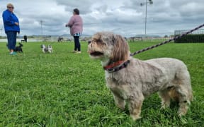 A small dog on a leash being walked at the Hawke's Bay racecourse.