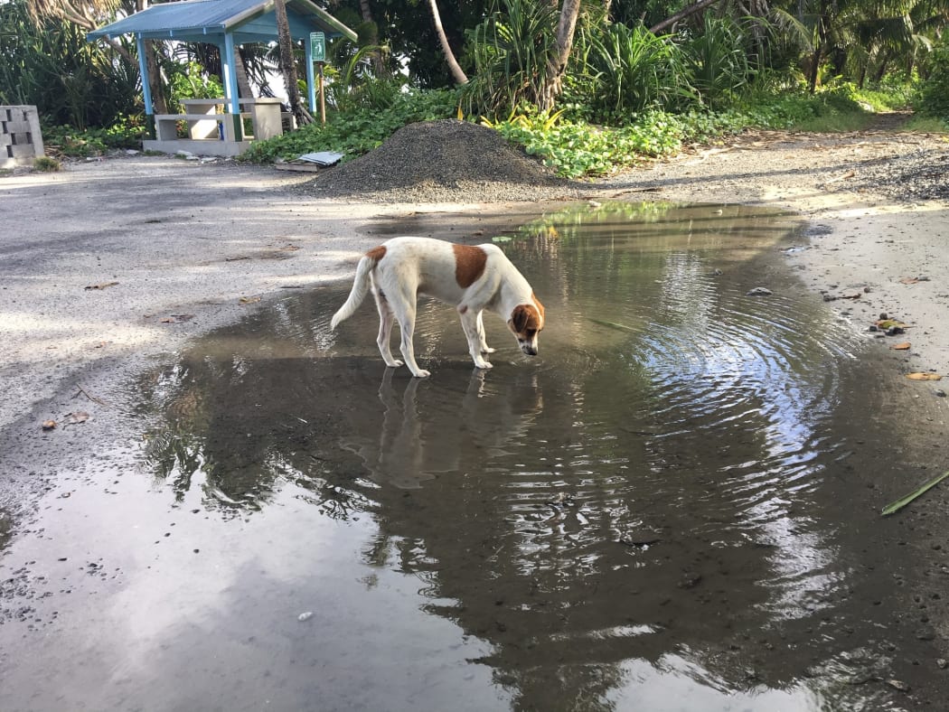 A dog drinks from a pool of water on Funafuti, Tuvalu where efforts are underway to control mosquito breeding sites in the fight against dengue.