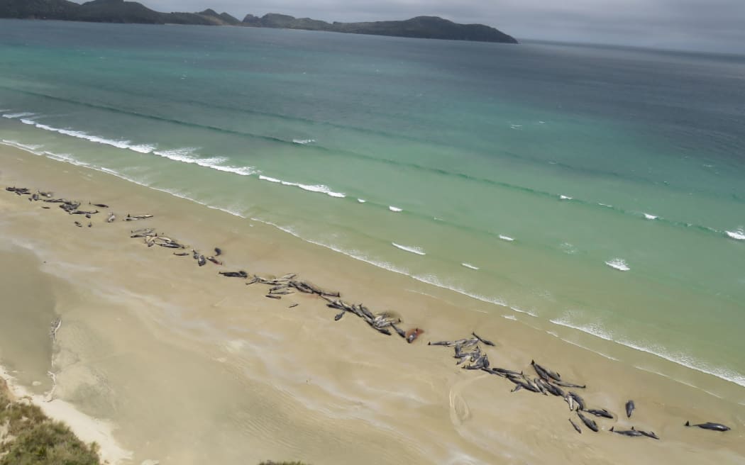 The mass pilot whale stranding at Mason Bay in Rakiura/Stewart Island .