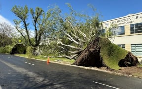 Trees knocked down on Anzac Avenue in Dunedin amid heavy wind and wild weather on 23 October.