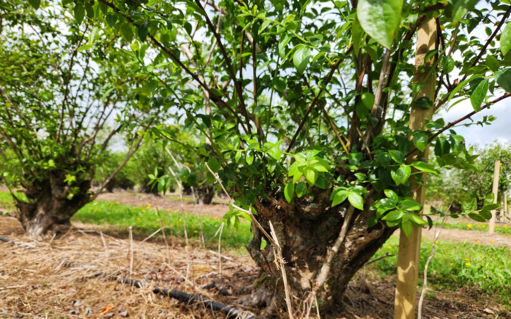 Blueberry bushes in leaf showing their large trunks, aged 40 years-plus