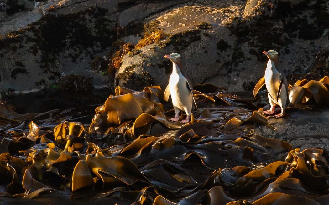 Hoiho/yellow eyed penguins.