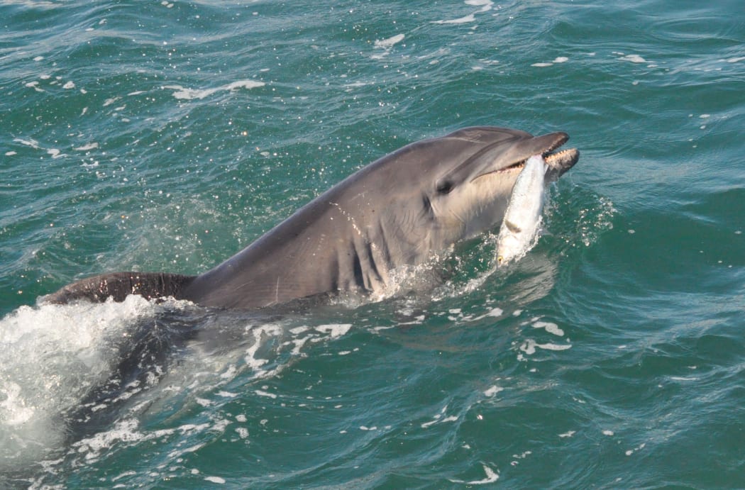 Bottlenose dolphin