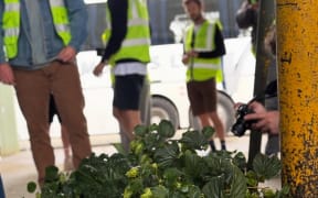 Hops from Tasman