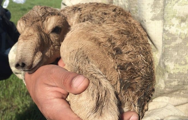 New born saiga calf nestling in the arms of a scientist.