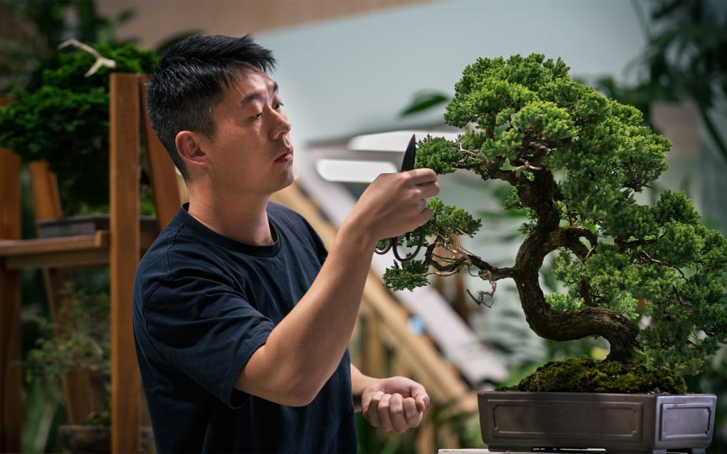 Chinese Bonsai artist Steven Yin