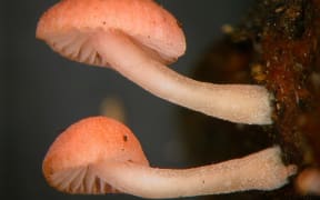 Mycena roseoflava