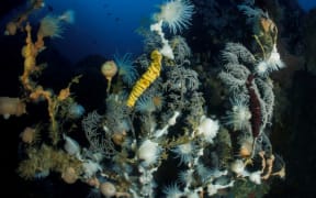 Black coral colony with encrusting invertebrates. Poor Knights Islands