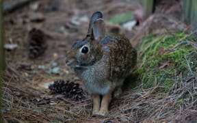 Rabbit
