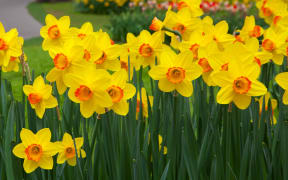 Daffodils
