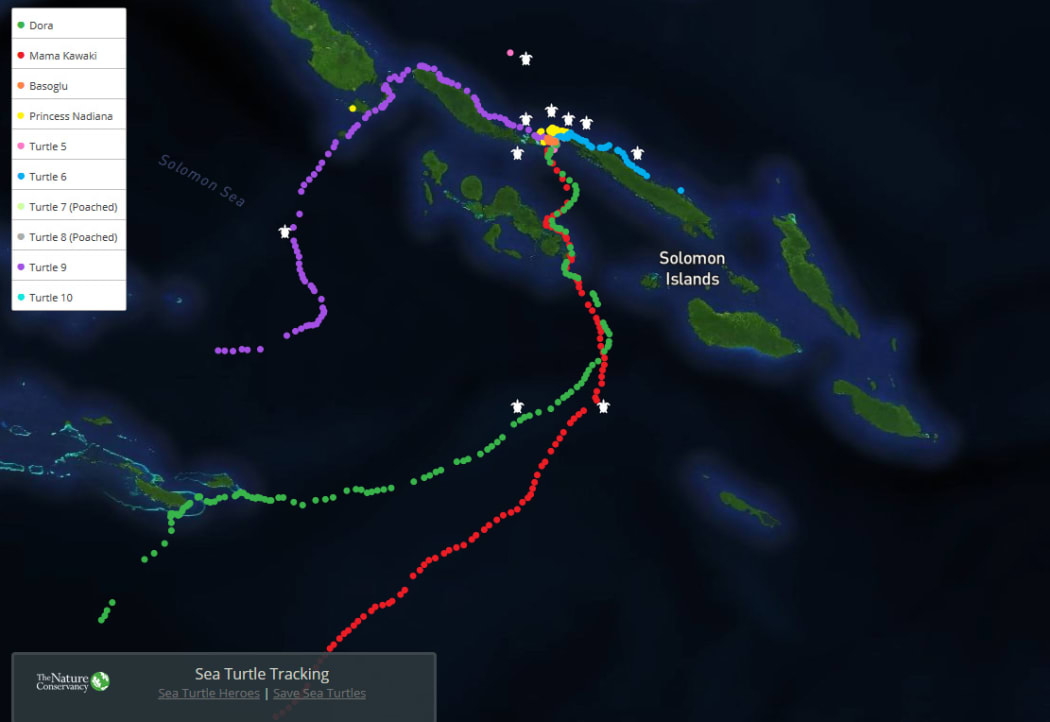Tagged hawksbill turtles are tracked and their journeys mapped.