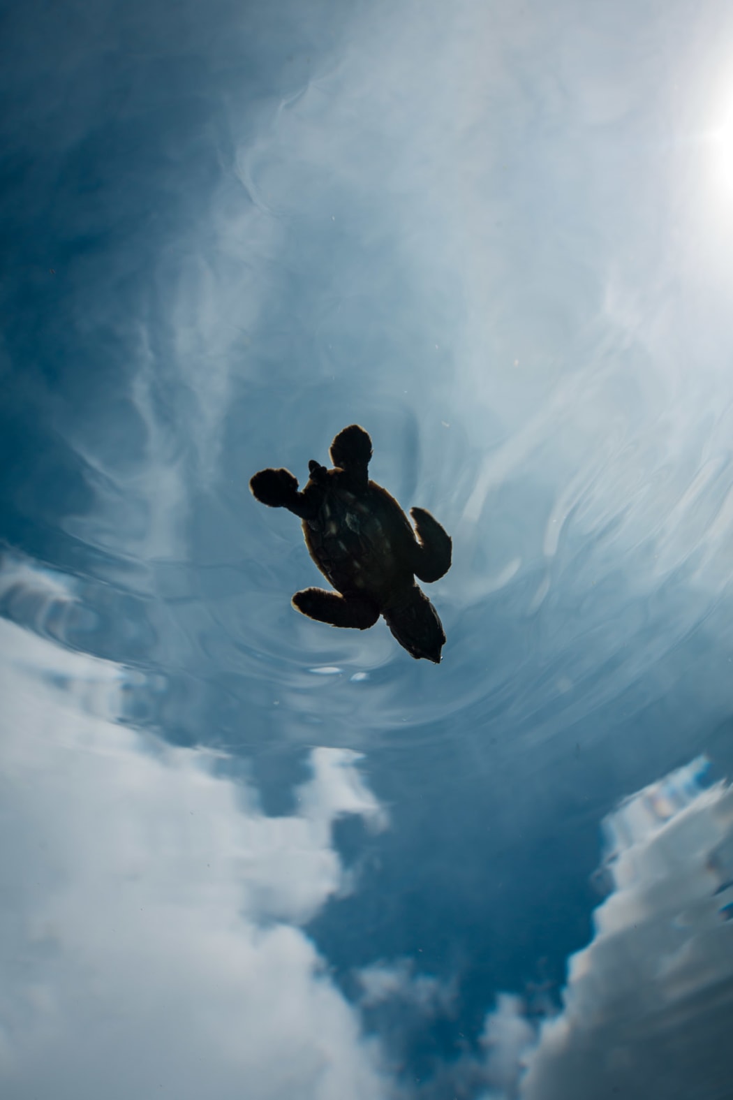 Baby hawksbill sea turtle swimming away after hatching in the Arnavon Islands.