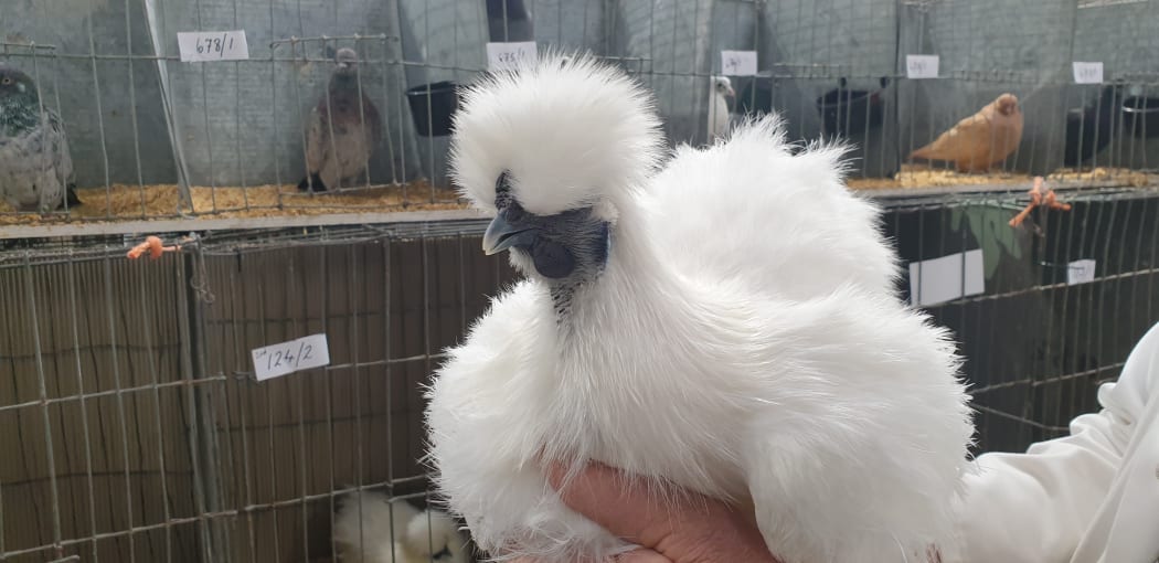 Silkie.