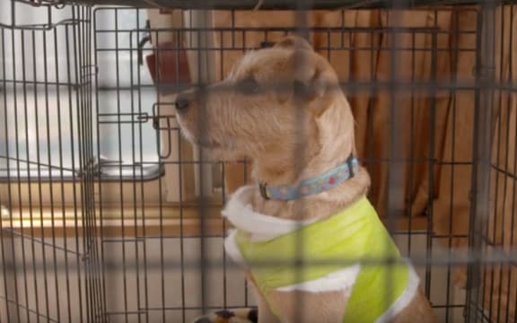 A rescued dog at the HUHA animal shelter