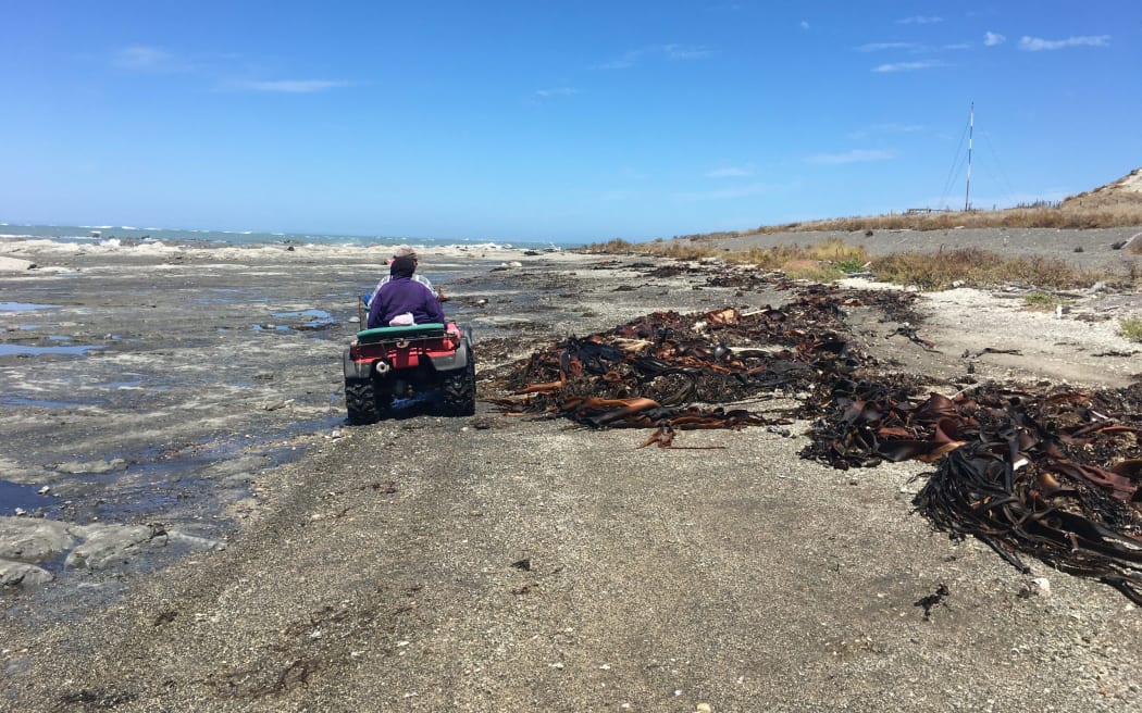 Quad bikes on Marlborough's east coast.