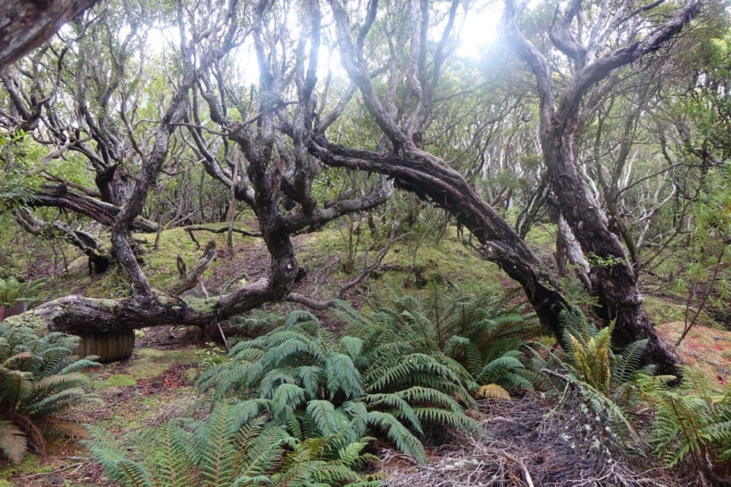 Subantarctic forest on the Auckland Islands.