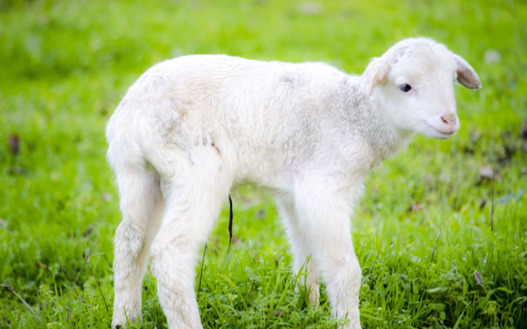 Newborn lamb.