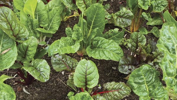 How to start growing your own food (even if you have no space or spare ...