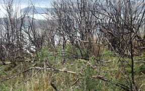 Port Hills one year on from the devastating fires.