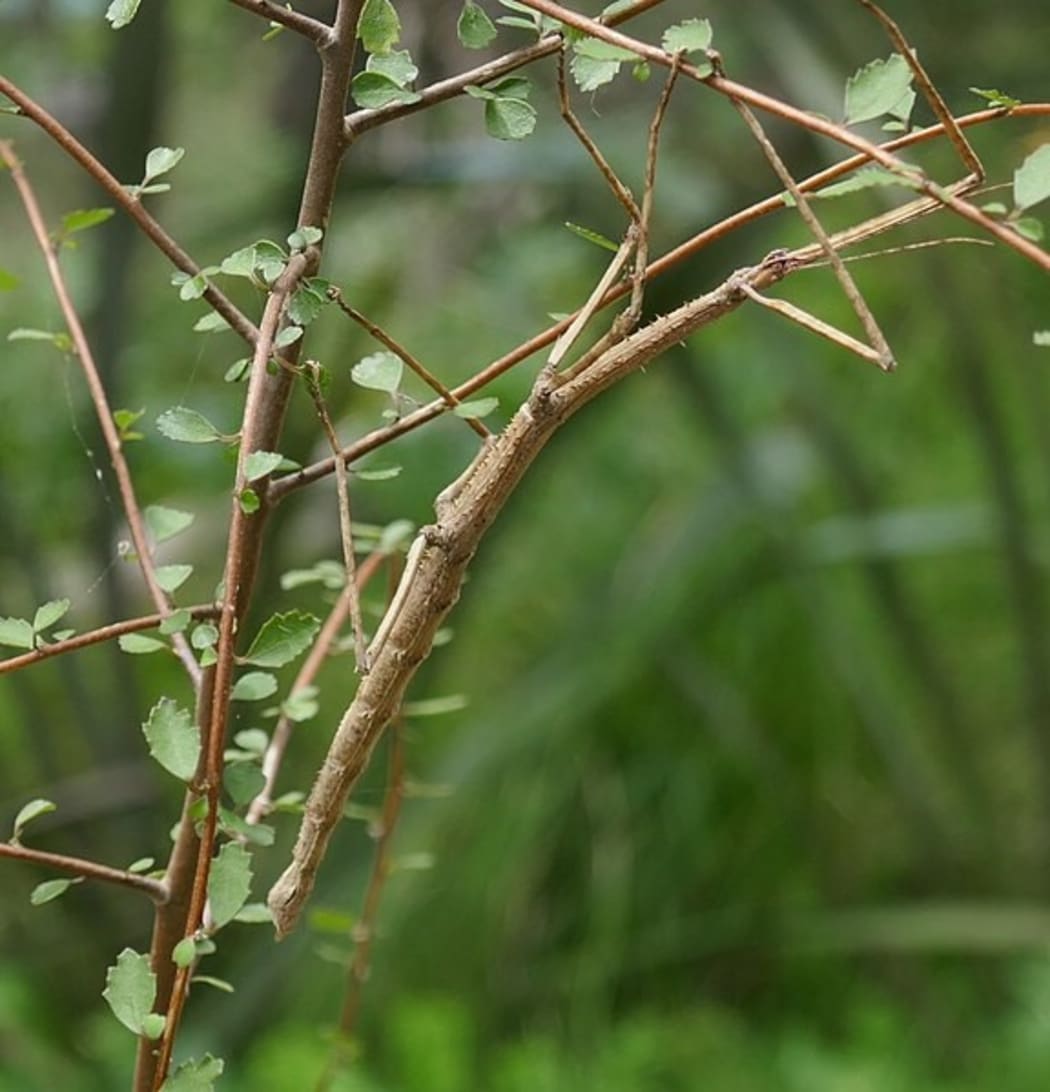 The Horrid Stick Insect