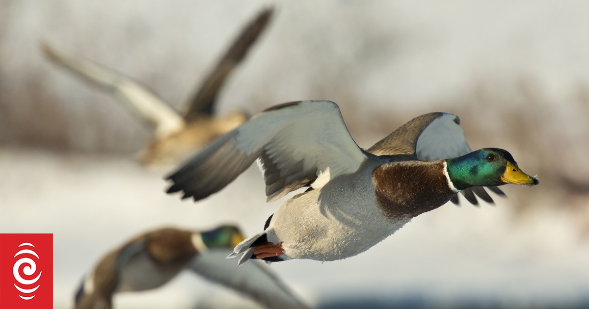 Bird strikes: How common are collisions between birds and aircraft and how dangerous are they?