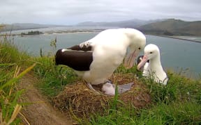 A sick chick at the Otago albatross colony is being watched over with a webcam.