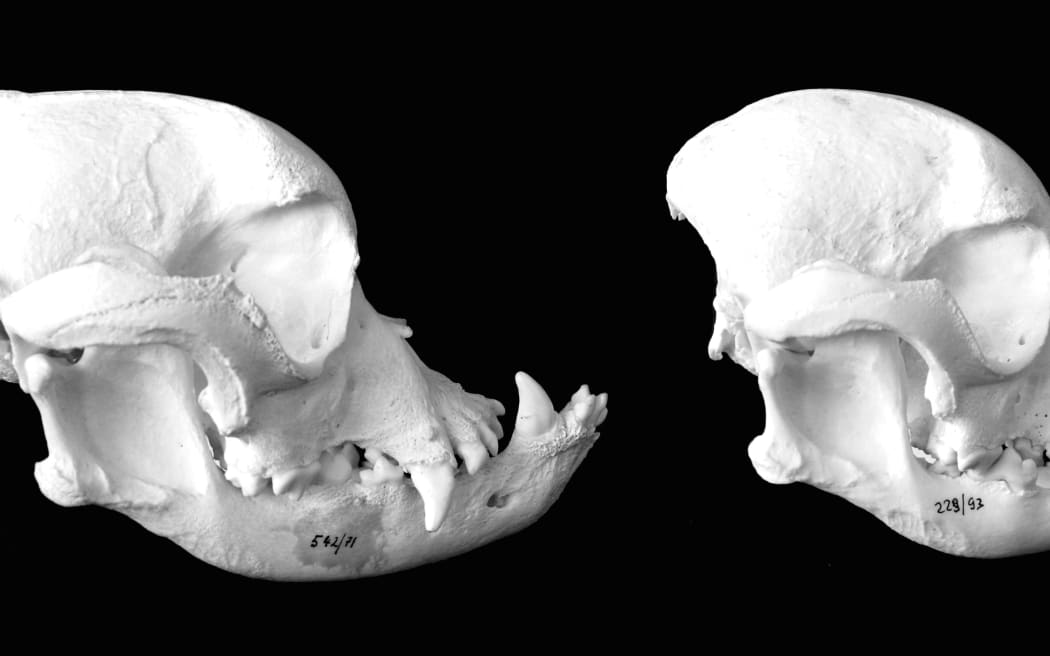 Bulldog Skulls over time becoming increasingly deformed due to selective breeding