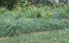 A Gisborne resident says that the district council's native planting in the reserve at the end of his road is an "unmitigated disaster".