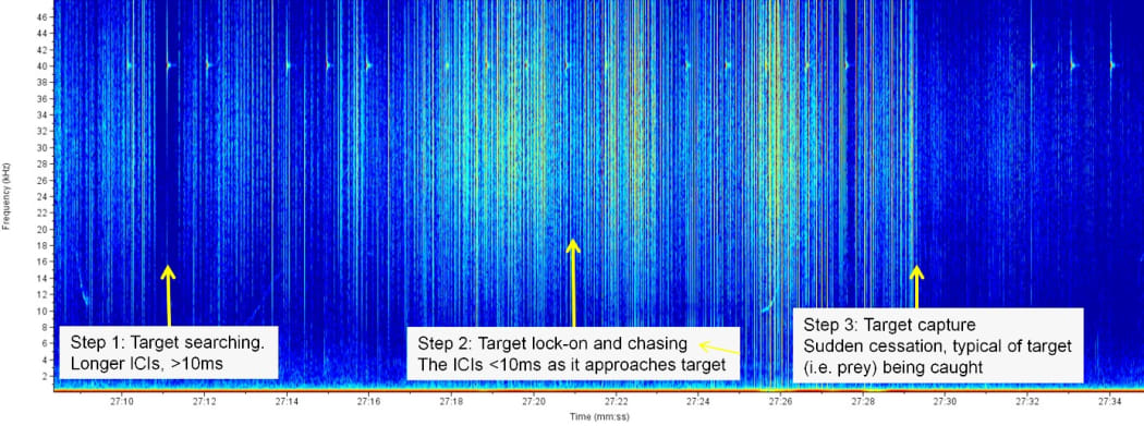 An example of a Hector’s dolphin foraging click train with the different stages of inter-click-intervals (e.g short, rapid clicks thought to be foraging signals) identified.