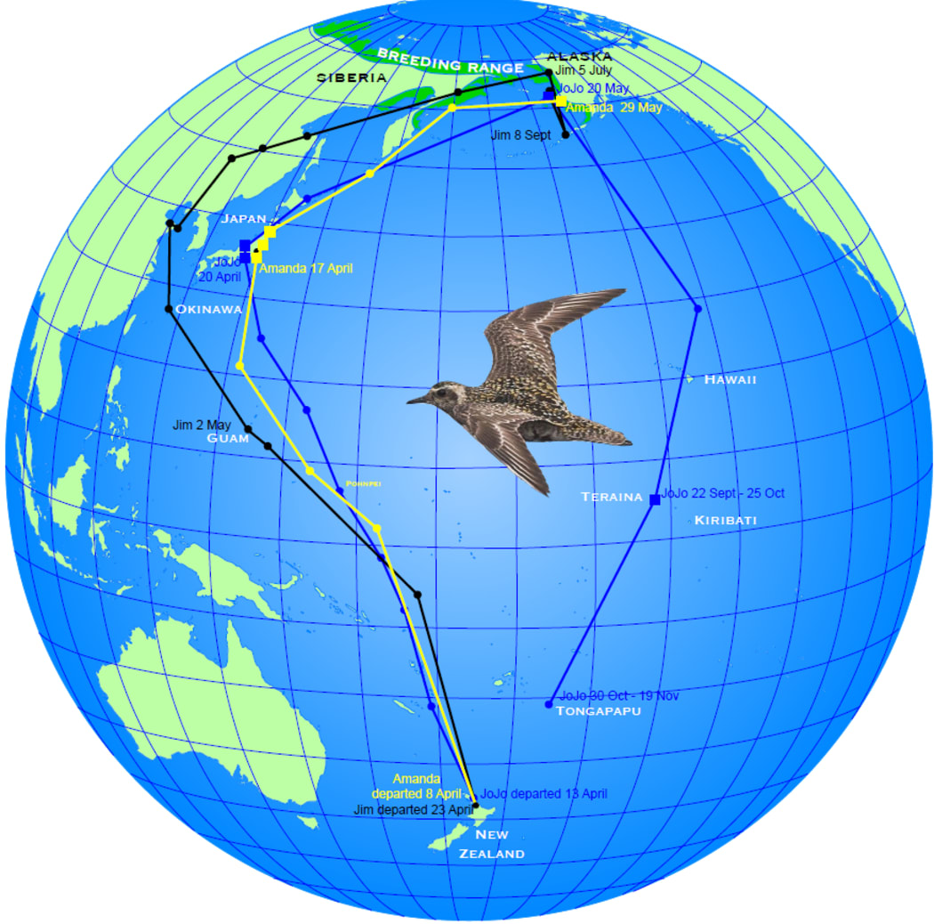 The routes flown from New Zealand by three Pacific golden plovers fitted with satellite trackers. Jim, Amanda and Jojo all went to Alaska via Japan. Jojo is still transmitting, and is returning via Kiribati and Tonga.