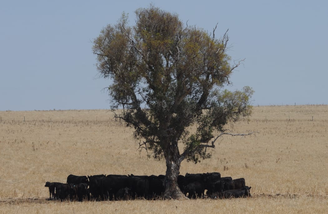 Cattle seek relief from the Australian sun as temperatures edge towards 40 degrees.