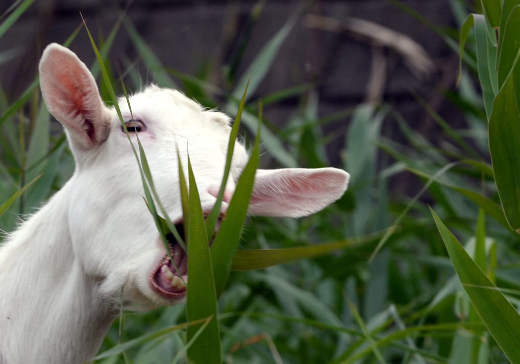 A goat