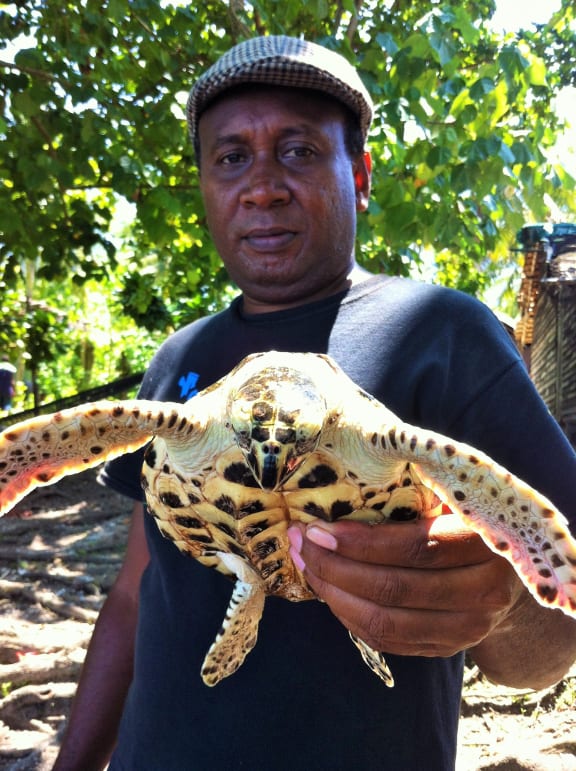 Chairman of the Mualaulalo Island Conservation Initiative, Dennis Marita holds a baby Hawksbill Turtle