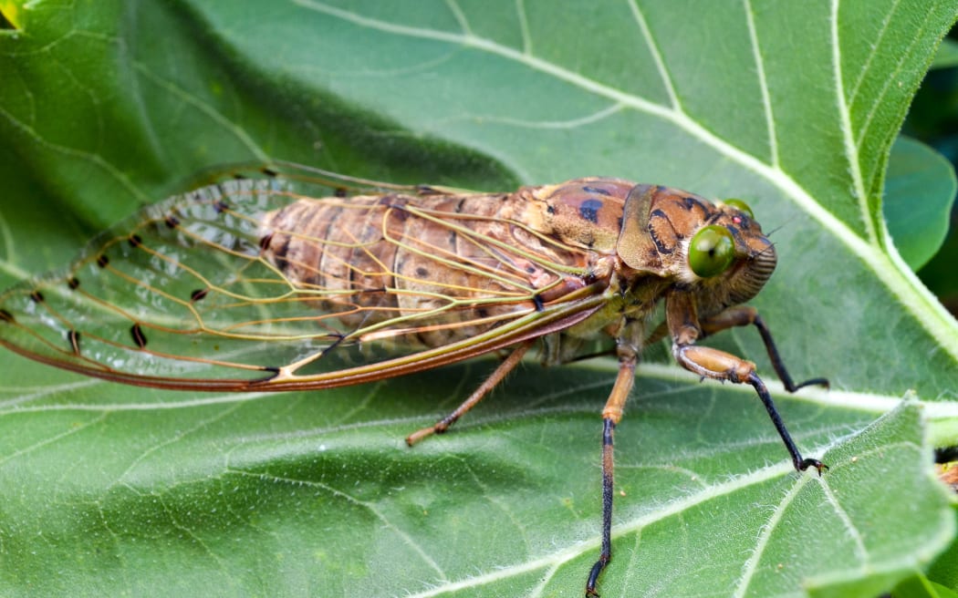 Close view of cicada insect