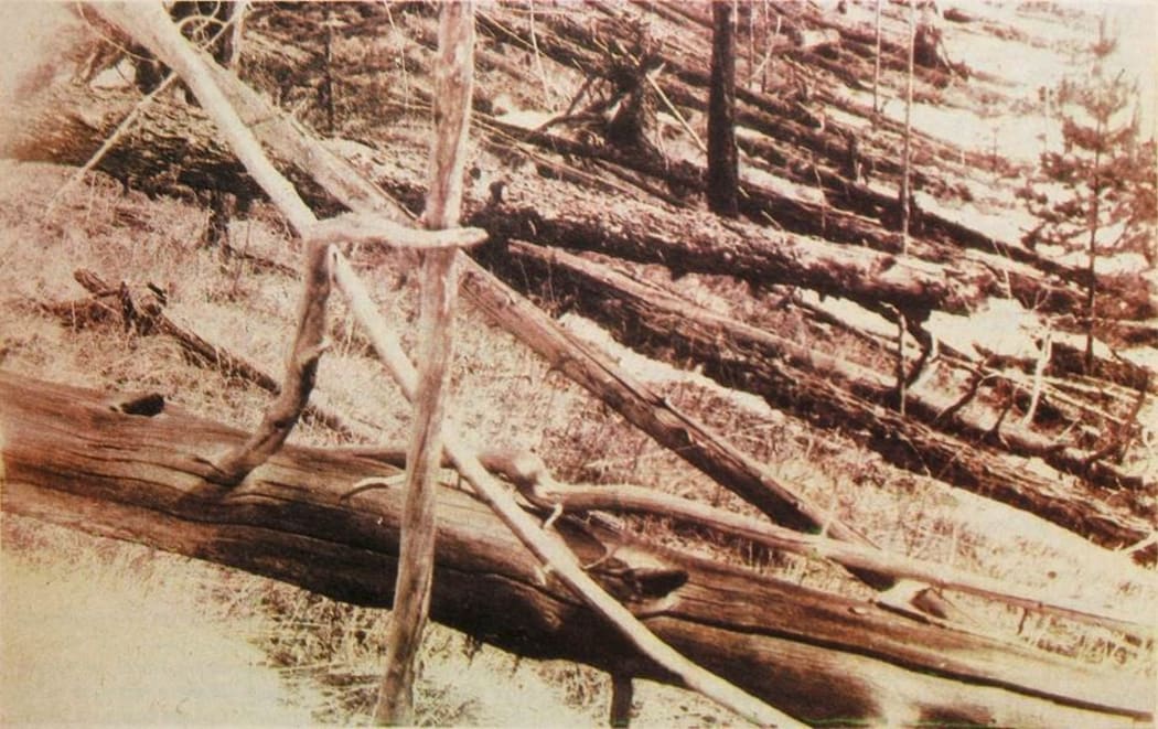 Trees flattened by the 1908 Tunguska Event, caused by a large asteroid impact. Image taken during a 1931 Soviet scientific expedition.