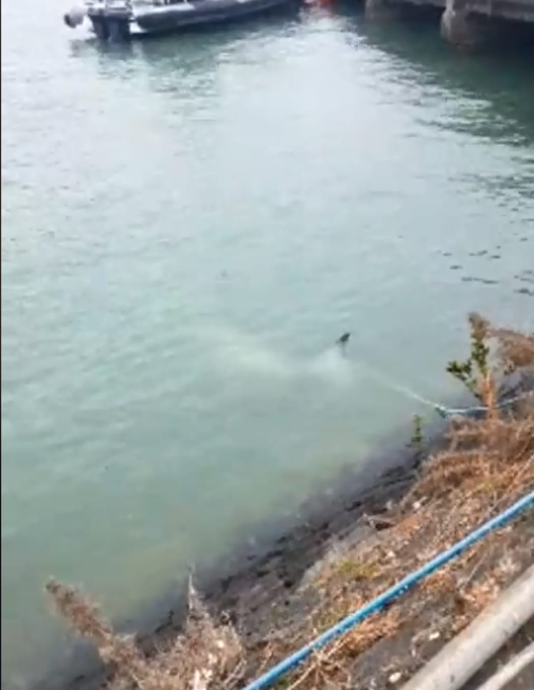 A juvenile minke whale was stuck under a wharf at Hobsonville Point.