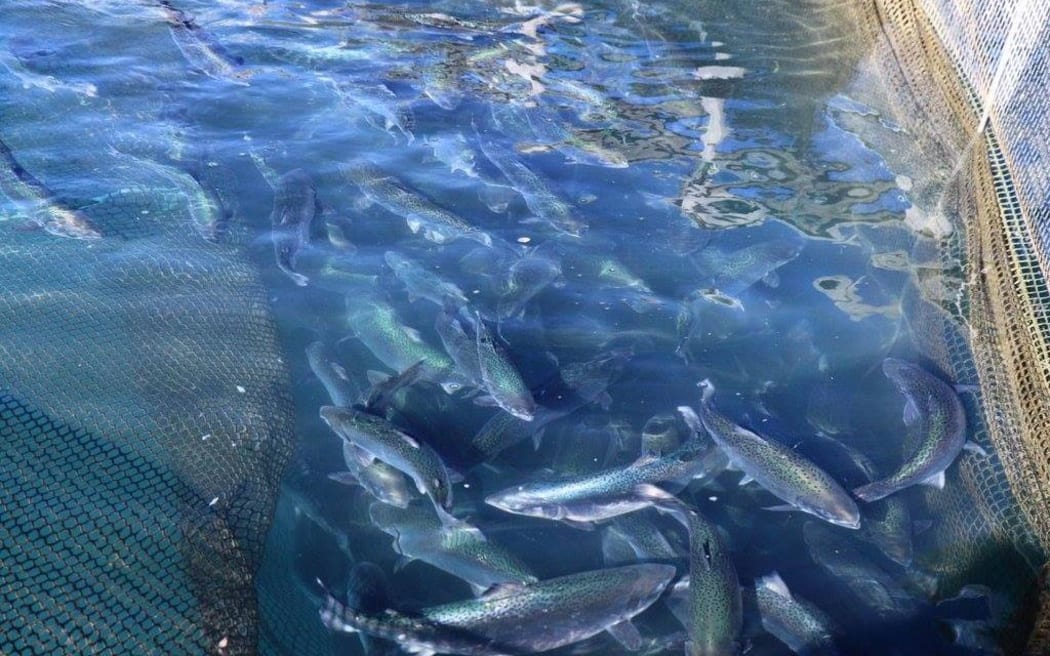 Salmon at the High Country Salmon farm.