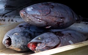 Yellow fin tuna waiting to be weighed and then off loaded in Avarua on Rarotonga.